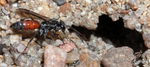 Evagetes sp.